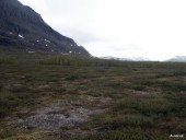 Grass, mosses and lichen