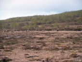 Herds of reindeers