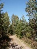 Path in the forest