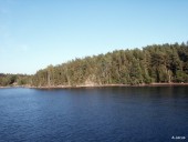 A forest close to the water