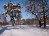 Snowed trees