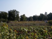 Kitchen garden