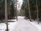 Forêt finlandaise