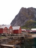 Reine