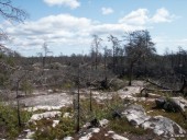 Burned forest