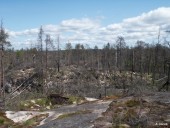 Burned forest