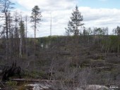 Burned forest